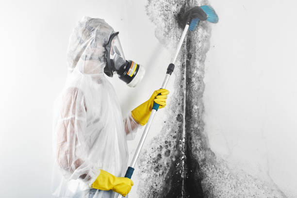Environmental Consulting for Mold Prevention in Chetek, WI