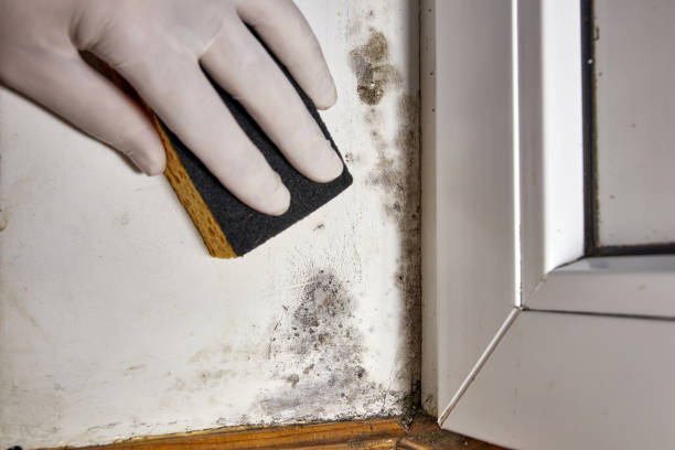 Best Industrial Mold Remediation  in Chetek, WI
